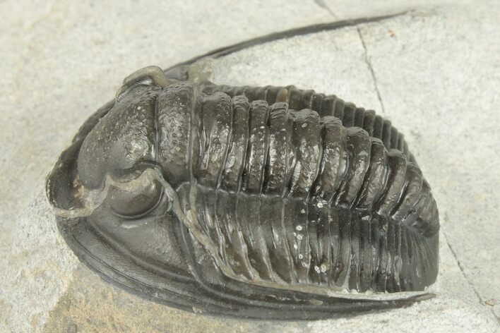 Proetid (Diademaproetus) Trilobite - Morocco #204499